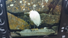 Egretta garzetta