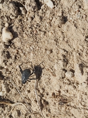 Adesmia cancellata