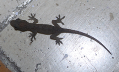 Hemidactylus