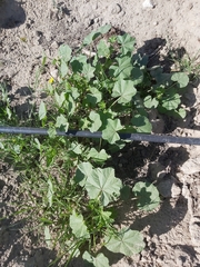 Malva parviflora