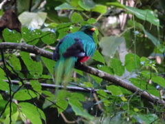 Pharomachrus fulgidus