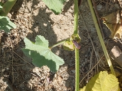 Scantius forsteri