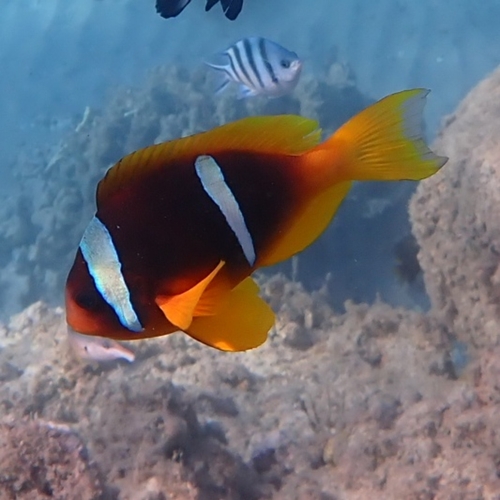 Amphiprion bicinctus