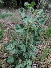 Malacothamnus aboriginum
