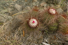 Melocactus harlowii
