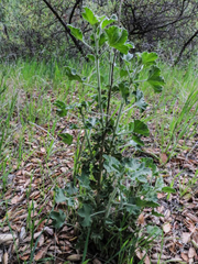 Malacothamnus aboriginum