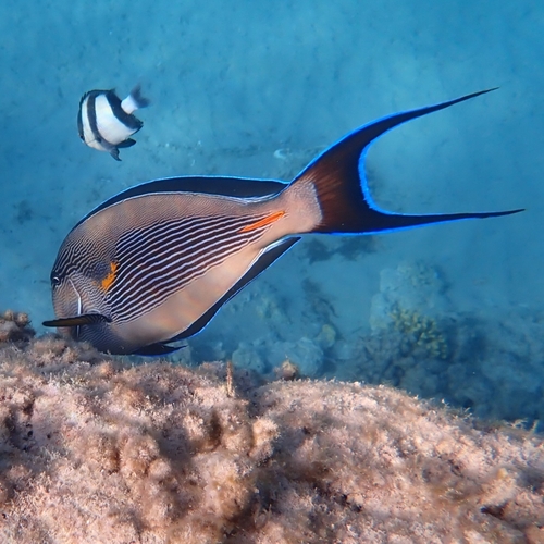 Acanthurus sohal
