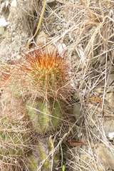 Melocactus harlowii