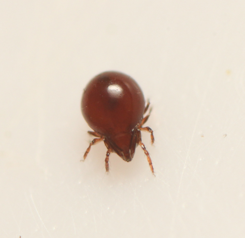 Adoristes