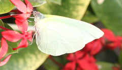 Pieridae