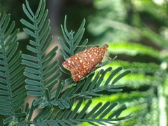 Syringoseca rhodoxantha