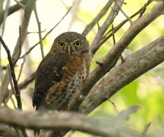 Glaucidium siju