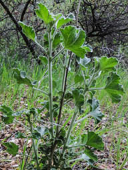 Malacothamnus aboriginum