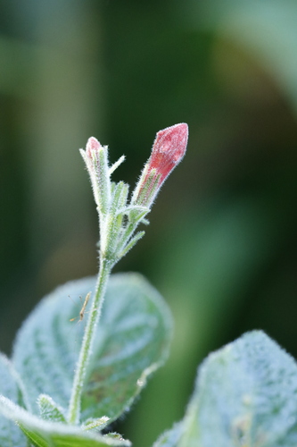 Ruellia elegans, photograph 1