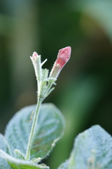 author not stated, no rights reserved Ruellia elegans, photograph author not stated, no rights reserved