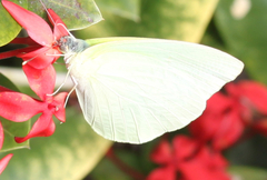 Pieridae
