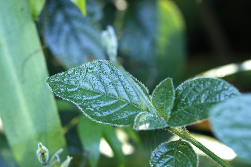 Ruellia elegans