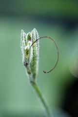 author not stated, no rights reserved Ruellia elegans, photograph author not stated, no rights reserved