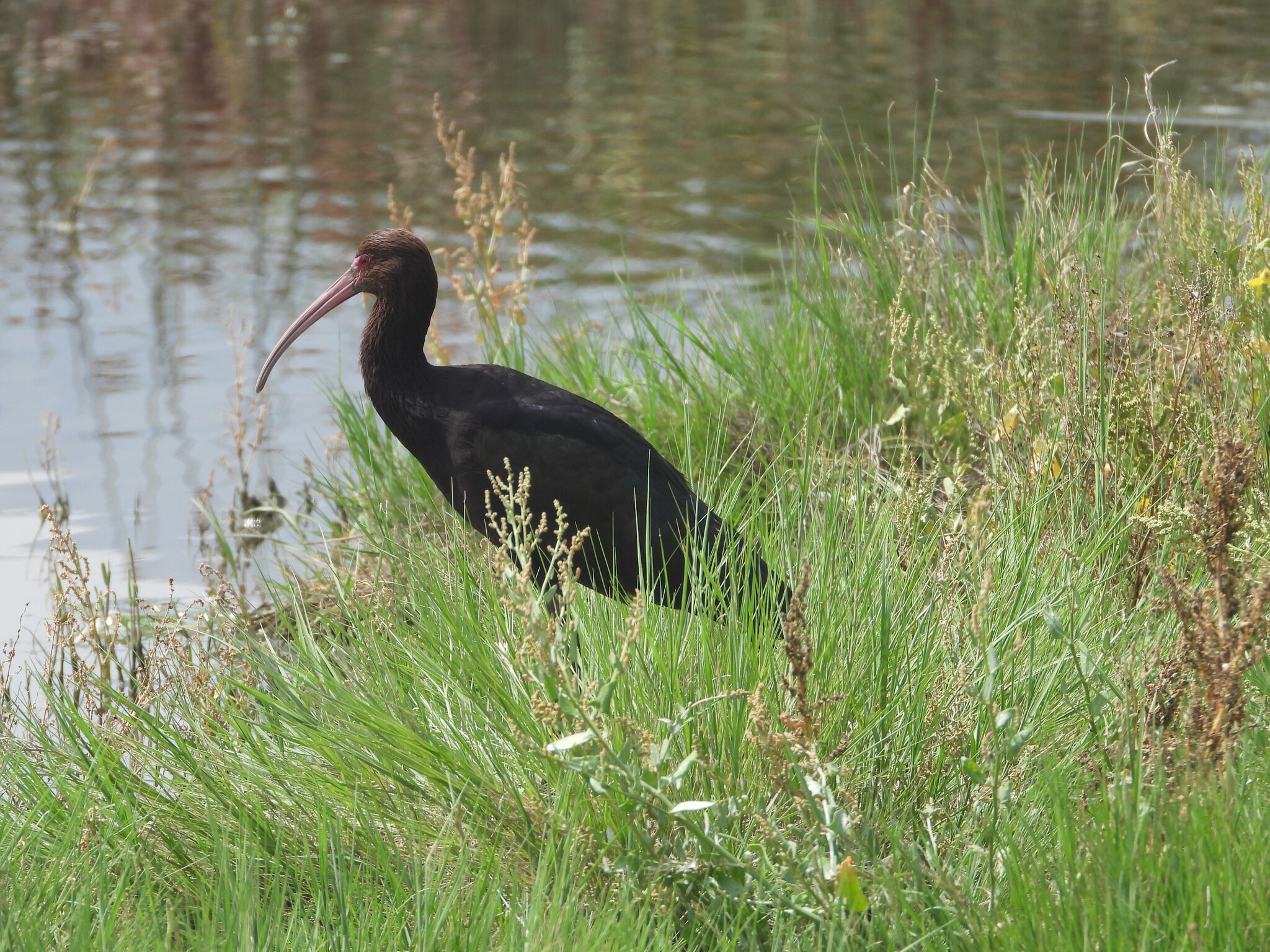 Puna Ibis (Plegadis ridgwayi), photo 9