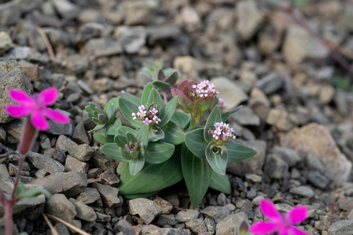 Arabian Stonecress (Aethionema arabicum)
