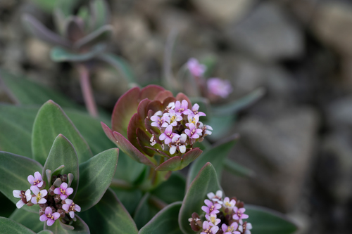 Aethionema arabicum, photograph 5