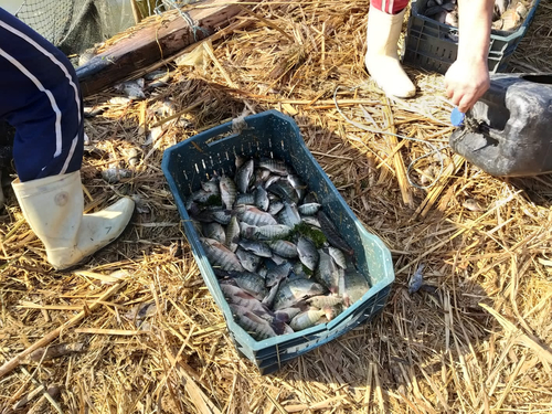 Nile Tilapia