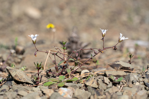 Dominic's Mouse-ear (Cerastium dominici)