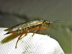 Macroxyela aenea