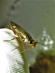 Macroxyela aenea