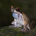 Glandular Horned Toad - Photo (c) Thomas Calame, some rights reserved (CC BY-NC), uploaded by Thomas Calame