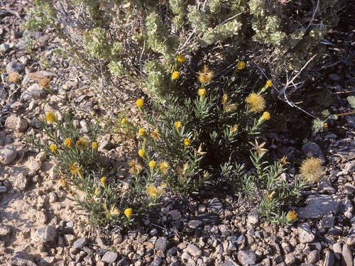 dwarf poreleaf (Porophyllum pygmaeum)