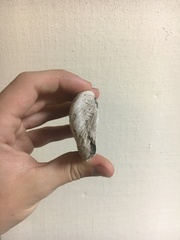 Alasmidonta marginata