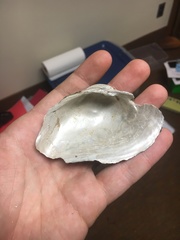 Alasmidonta marginata