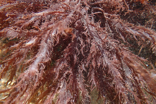 False eyelash weed (Calliblepharis jubata)