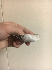 Alasmidonta marginata