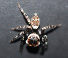Salticidae