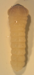Tetropium castaneum