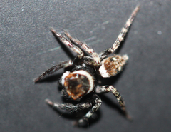 Salticidae