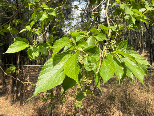 Morus celtidifolia (Morus celtidifolia)