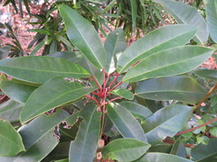Daphniphyllum macropodum