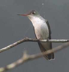 White-Bellied Emerald photo 5