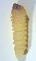 Tetropium castaneum