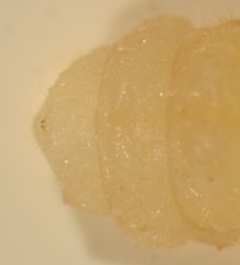 Tetropium castaneum