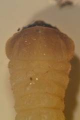 Tetropium castaneum