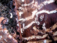 Tetropium castaneum