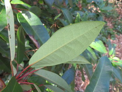 Daphniphyllum macropodum