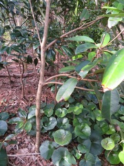 Daphniphyllum macropodum