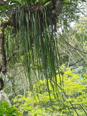 Haplopteris elongata