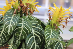 Aphelandra squarrosa