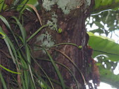 Haplopteris elongata